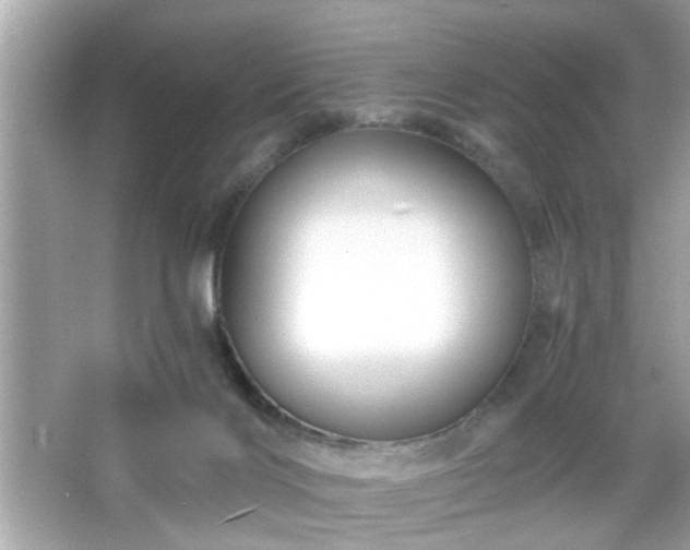 X0000065990028200603101516