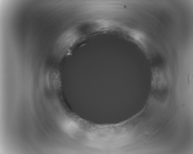X0000065990029200603101516