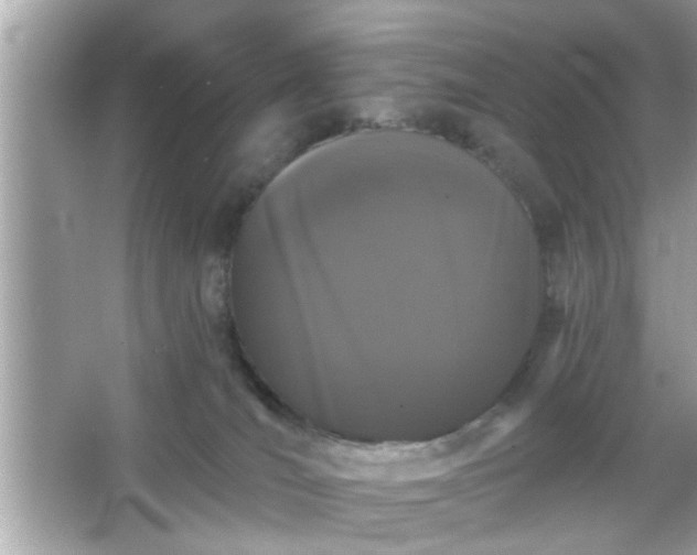 X0000065990036200603101516