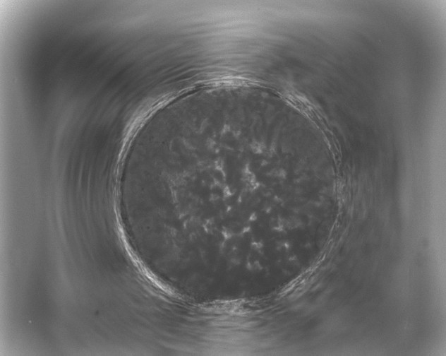 X0000065990049200603101515