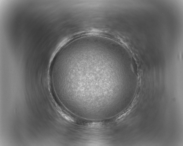 X0000065990102200603101515