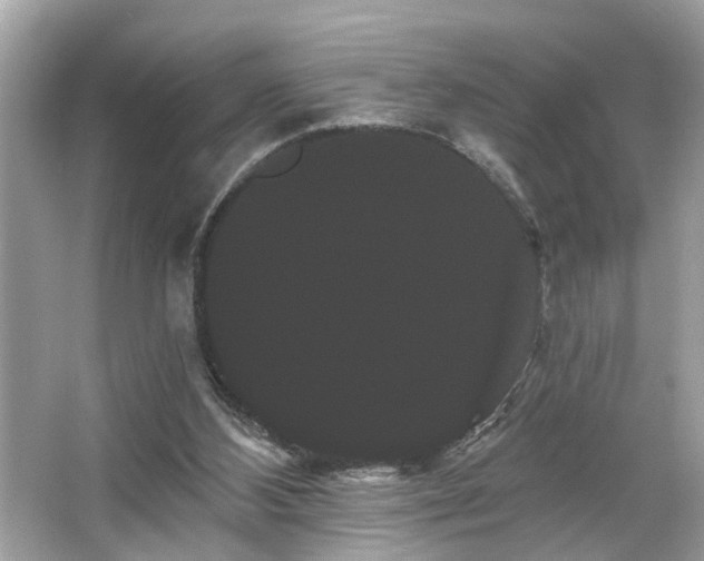 X0000065990108200603101515