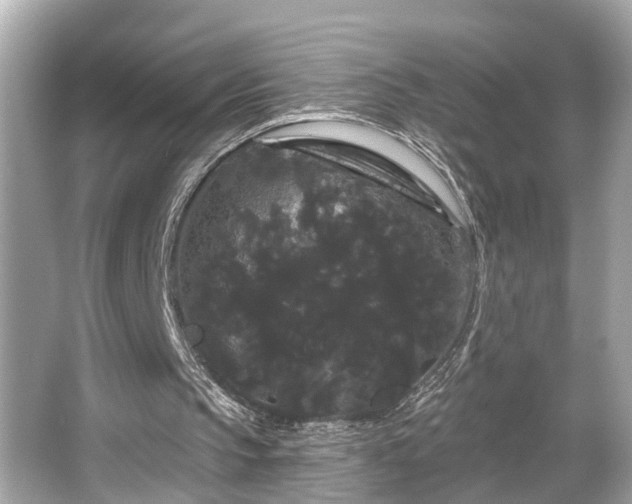 X0000065990145200603101513