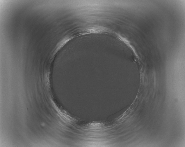 X0000065990154200603101513