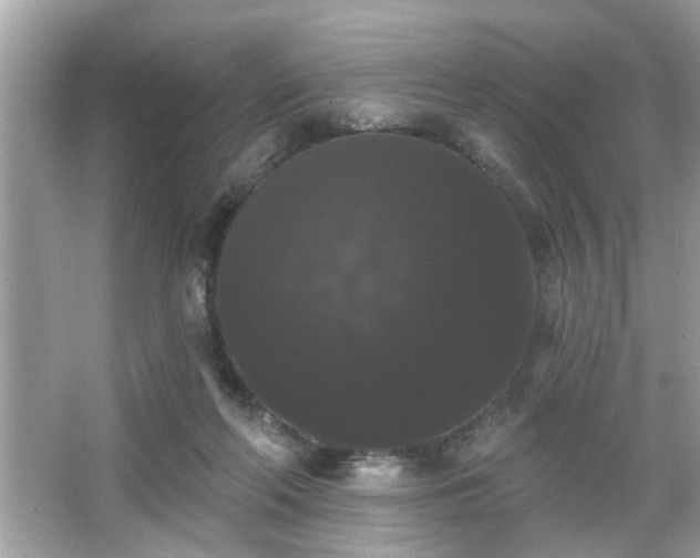 X0000065990214200603101513