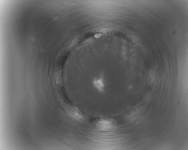X0000065990236200603101513