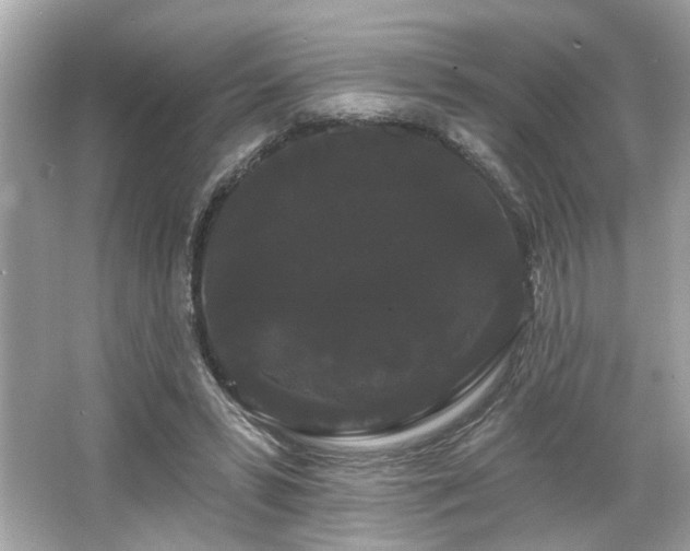X0000065990399200603101510