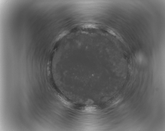X0000065990462200603101509