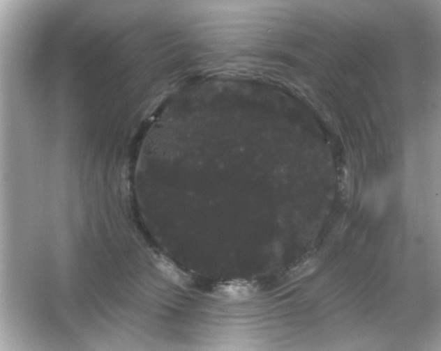 X0000065990466200603101509