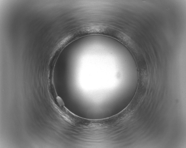 X0000065990490200603101508