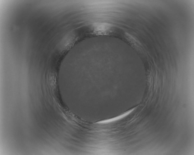 X0000065990603200603101506