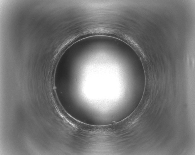 X0000065990625200603101505