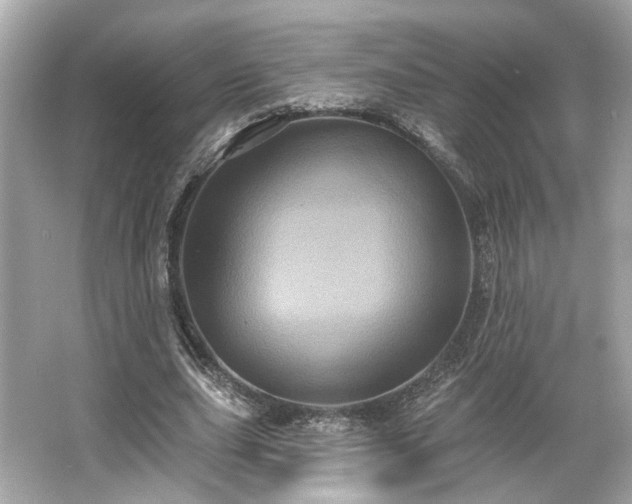 X0000065990631200603101505