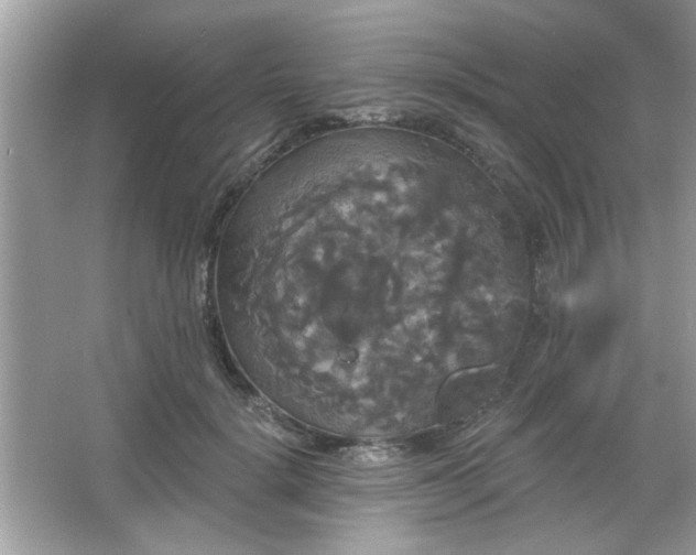 X0000065990652200603101506