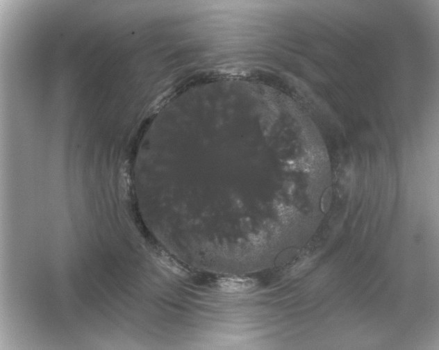 X0000065990707200603101505