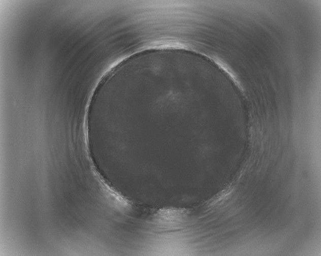 X0000065990840200603101502