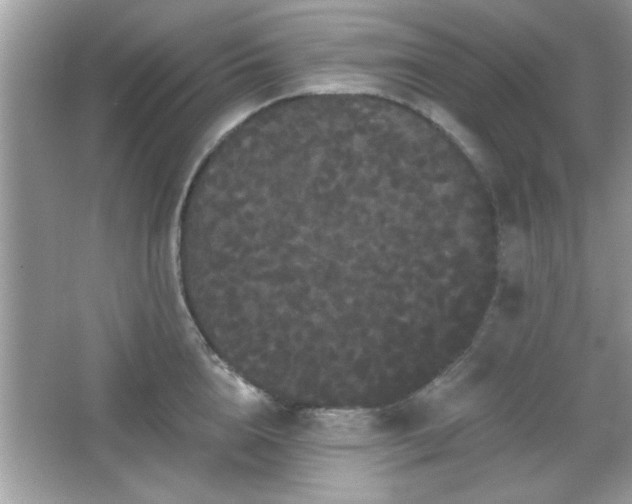 X0000065990856200603101503