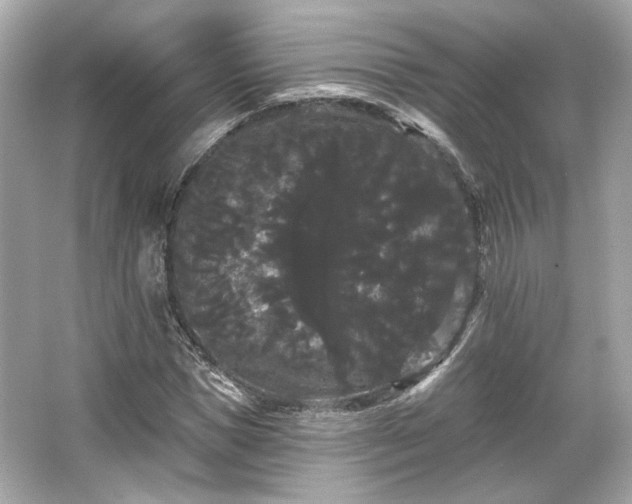 X0000065990921200603101500