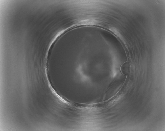 X0000065990941200603101501