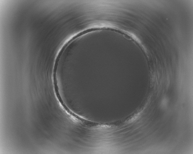 X0000065990943200603101501