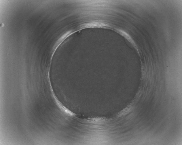X0000065990946200603101501