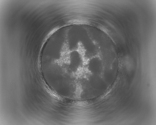 X0000065991074200603101458
