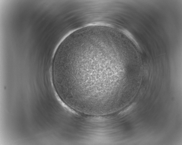 X0000065991100200603101458