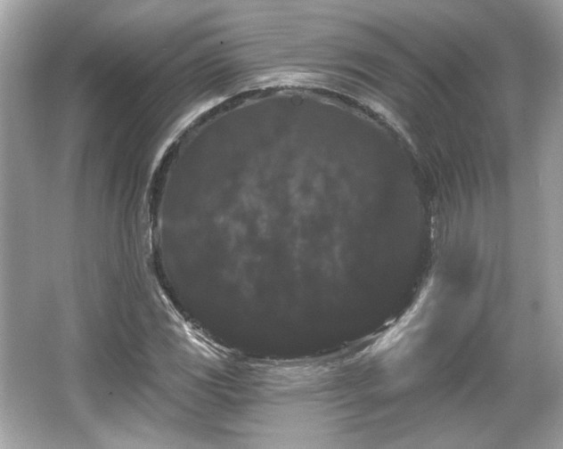 X0000065991117200603101457