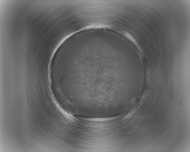 X0000065991124200603101457