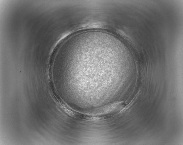 X0000065991166200603101457