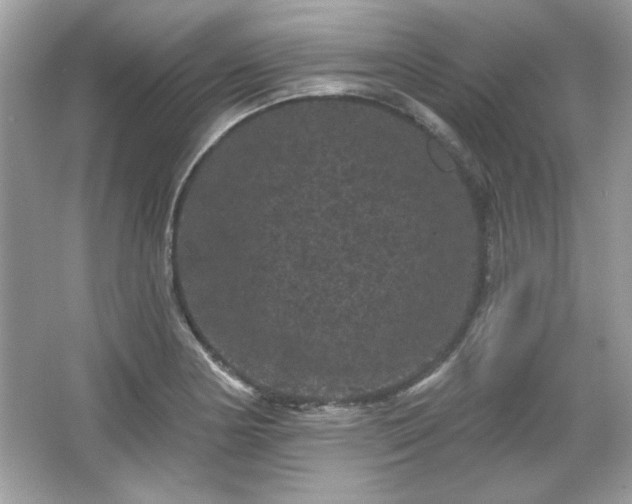X0000065991178200603101457