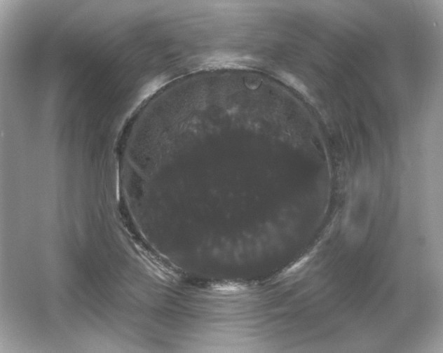 X0000065991219200603101456