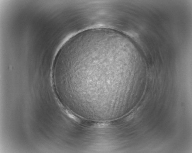 X0000065991278200603101455
