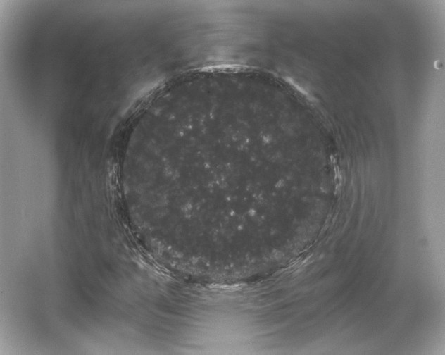 X0000065991351200603101454