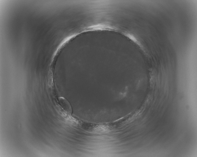 X0000065991358200603101454