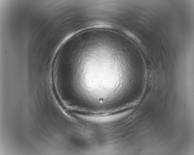 X0000065991375200603101453