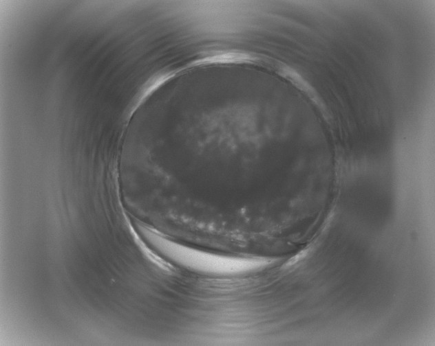 X0000065991425200603101453