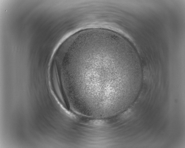 X0000065991517200603101451
