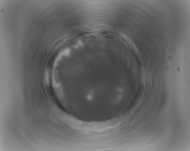X0000065990026200603172151