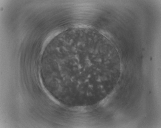X0000065990049200603172150