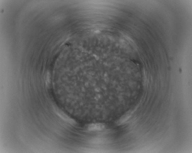 X0000065990077200603172151