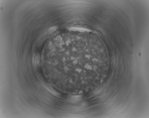 X0000065990081200603172151