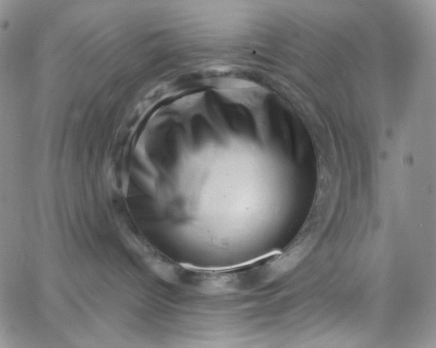 X0000065990096200603172151