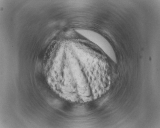 X0000065990123200603172150