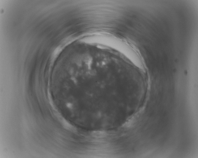 X0000065990145200603172149