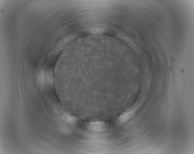 X0000065990240200603172148