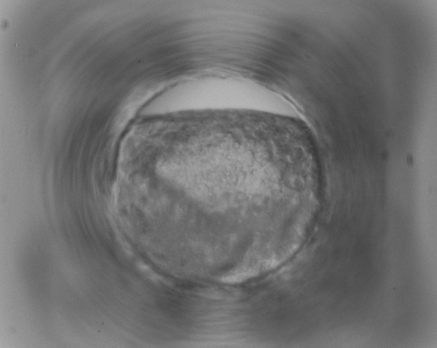 X0000065990241200603172147
