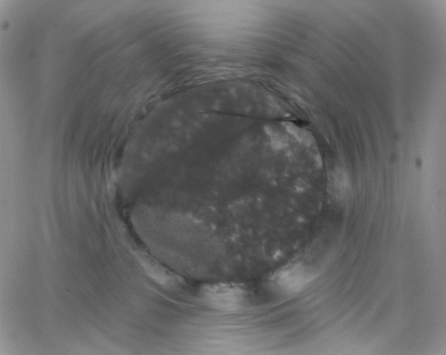 X0000065990331200603172146