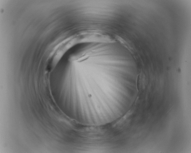 X0000065990338200603172146