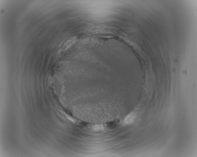 X0000065990384200603172146